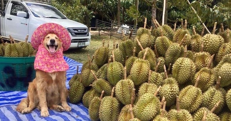 Ce chien récolte les fruits les plus nauséabonds au monde mais il adore son travail 