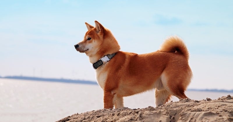 Shiba Inu : 10 choses à savoir sur cette race de chien