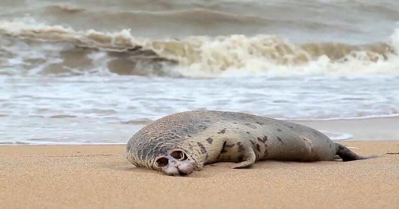 En Russie, près de 300 phoques ont été retrouvés morts au bord de la mer Caspienne