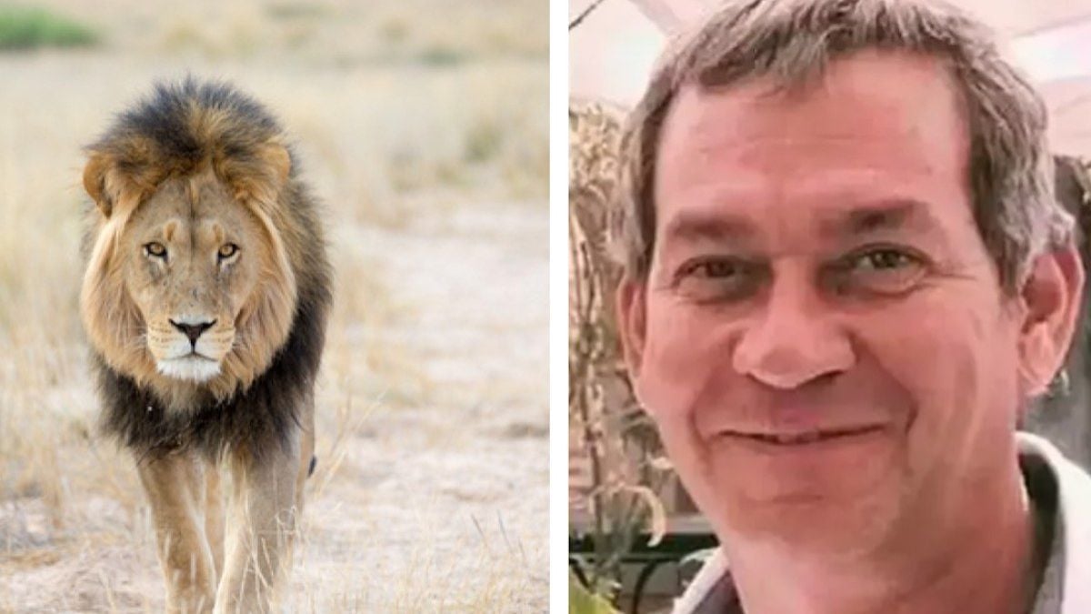 Lion qui marche dans la savane / Bernd Kebbel