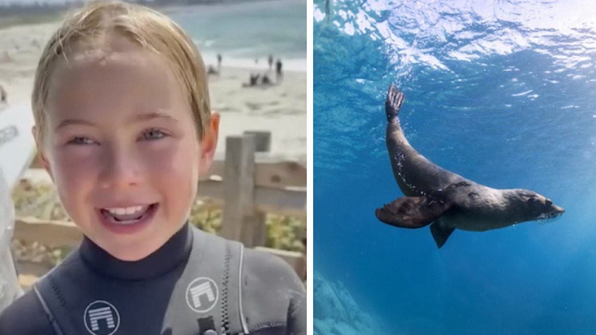 Un lion de mer attrape la jambe d'une enfant de 9 ans et l'entraîne sous l'eau, une scène glaçante