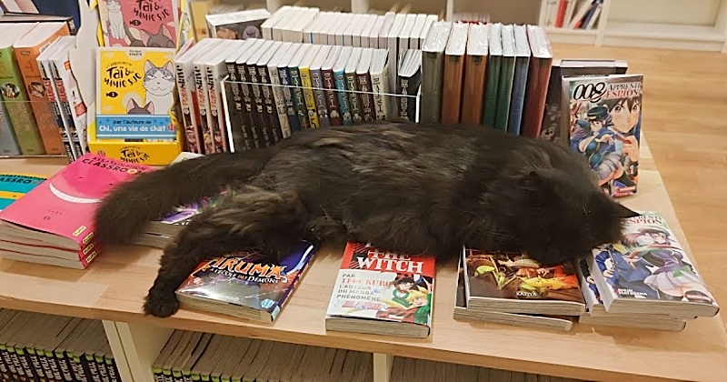 Voici la première librairie de France où des chats se baladent en liberté