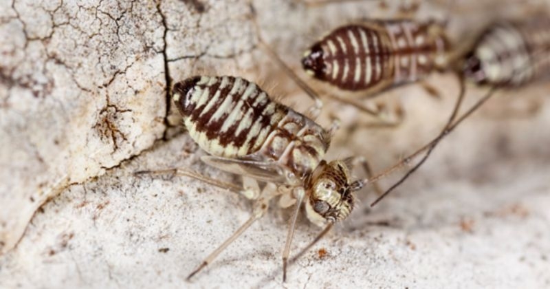 Quand les rôles s'inversent : chez cet insecte, ce sont les femelles qui ont un... pénis et pénètrent les mâles