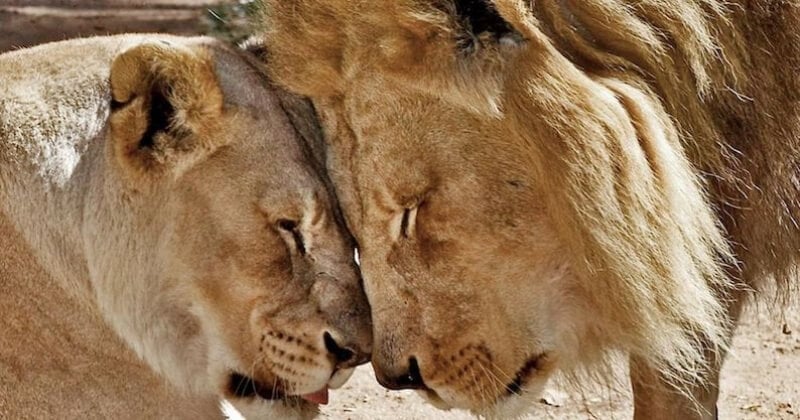 Hubert et Kalisa, un vieux couple de lions d'Afrique élevés en captivité, ont été euthanasiés ensemble