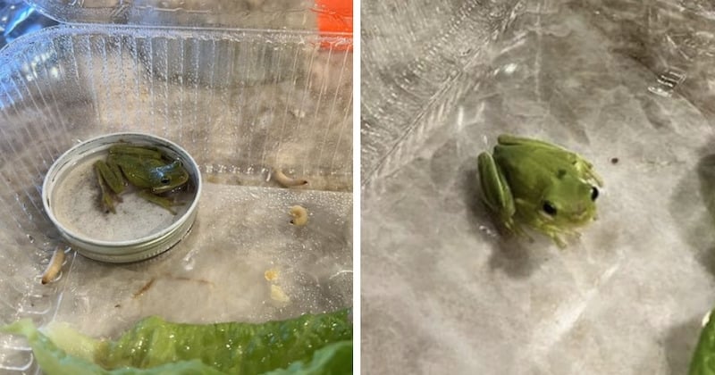 États-Unis : il découvre une grenouille dans sa barquette de salade et décide de l'adopter 