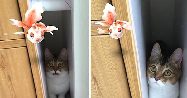 21 photos qui prouvent que nos animaux domestiques voient les Pokémon ! TROUBLANT