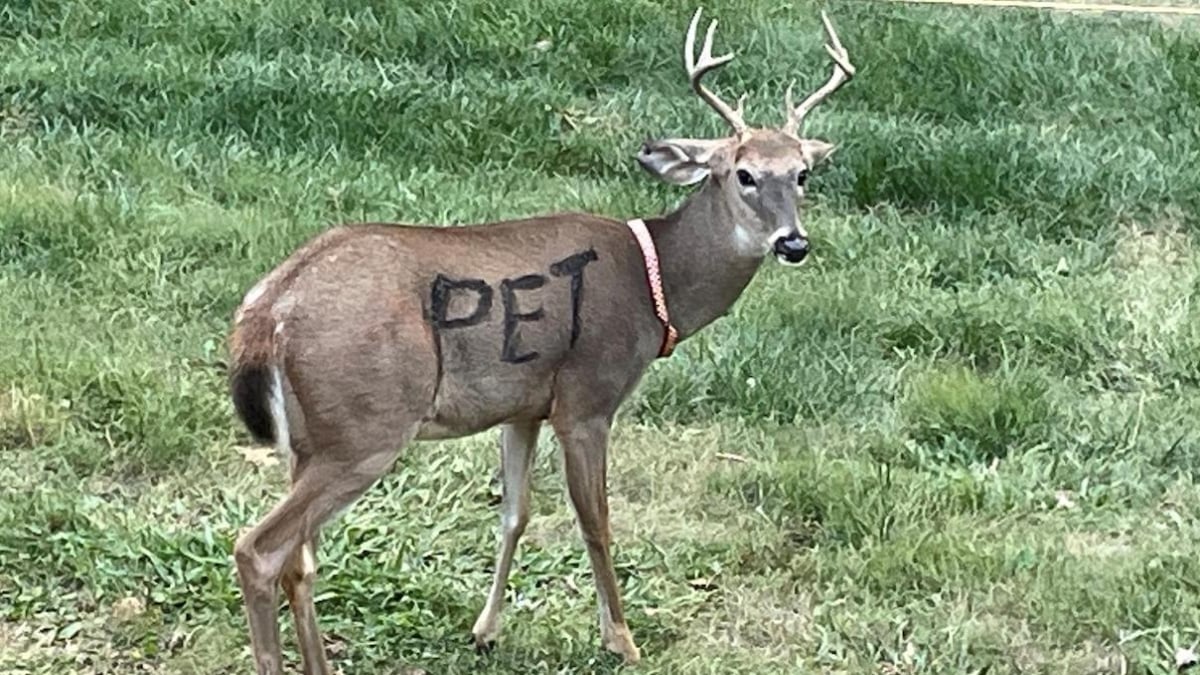 Un homme découvre un cerf portant un collier autour du cou et une drôle d'inscription sur le corps