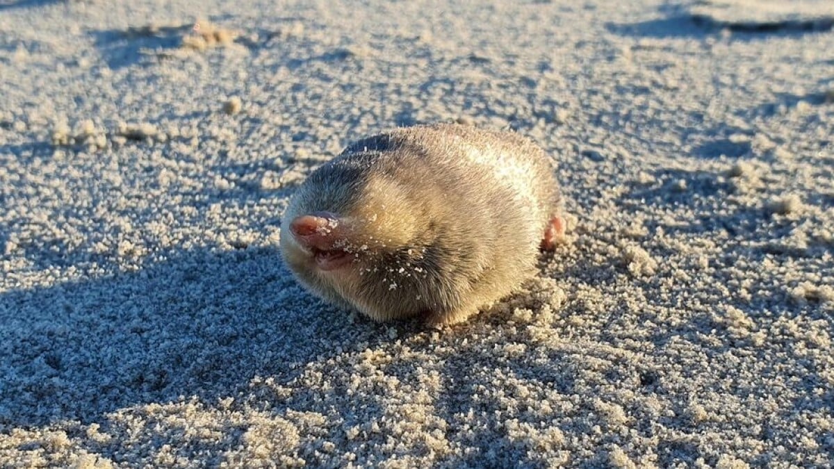 Cet étonnant animal disparu depuis 87 ans refait son apparition en Afrique du Sud