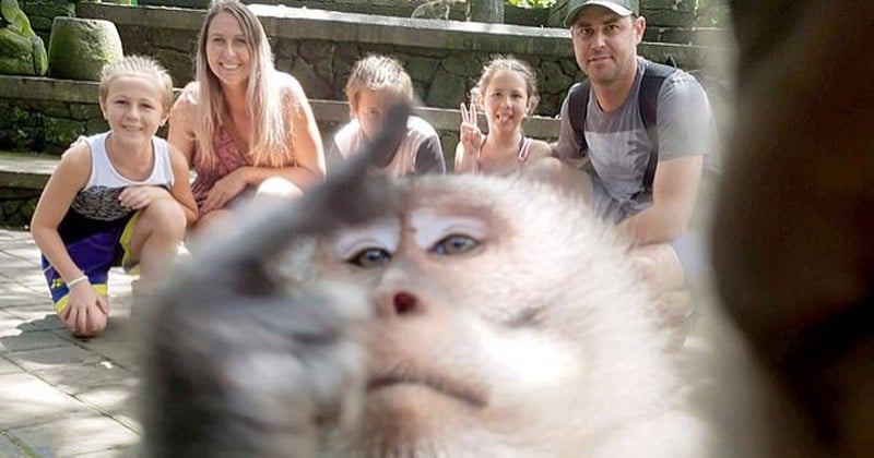 Un singe attrape un appareil photo et fait un selfie avec un doigt d'honneur en prime