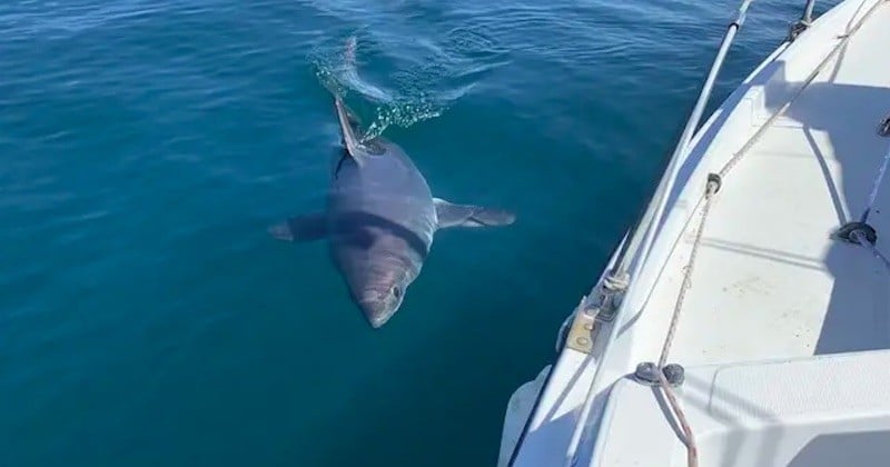 Alors qu'il se trouve sur son bateau, ce pêcheur reçoit la visite impromptue d'un... requin-taupe