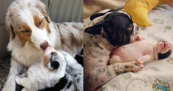 16 photographies de chiens qui font un câlin à leurs bébés... C'est le petit moment de tendresse de la journée