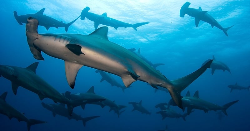 Cette invention révolutionnaire devrait permettre de sauver 90% des requins tués par l'industrie de la pêche