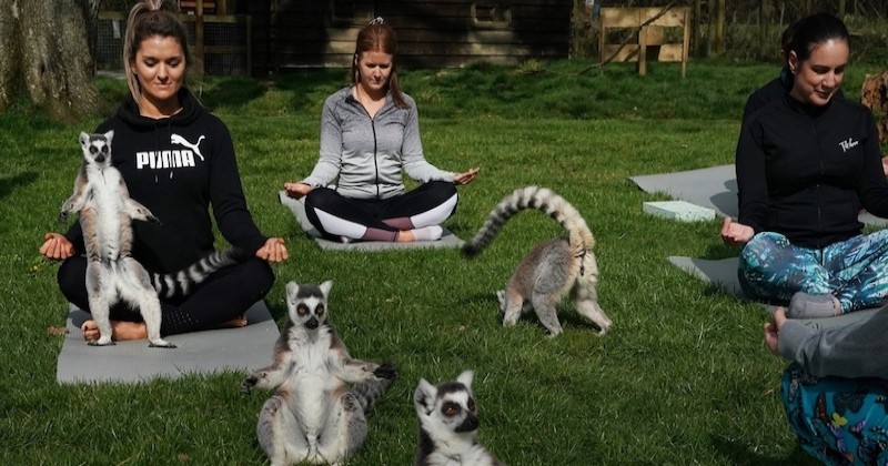 Cet hôtel britannique propose des cours de yoga en compagnie de... lémuriens