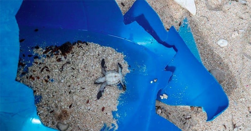 Connue pour son « écologie pratiquement intacte », l''île Henderson est noyée sous les déchets