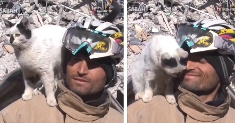 Ce secouriste a sauvé un chat des décombres du séisme en Turquie et depuis, l'animal ne veut plus le quitter