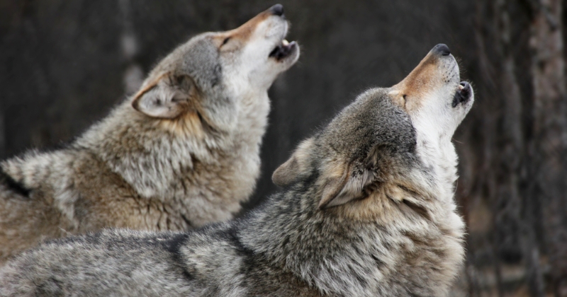 Aux États-Unis, 90% des loups de l'Idaho vont être abattus
