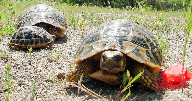 Corse : le triste sort réservé aux tortues d'Hermann, en voie d'extinction, qui finissent écrasées sous les bulldozers