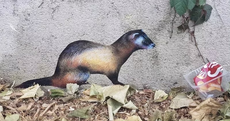 Paris : des animaux menacés accrochés aux murs par une street artiste pour sensibiliser le public