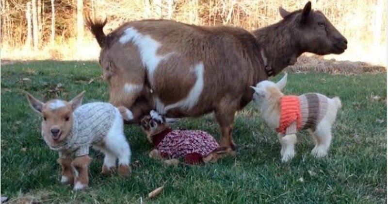 Contre le froid de l'hiver, cette ferme habille ses chevreaux avec des chandails en laine