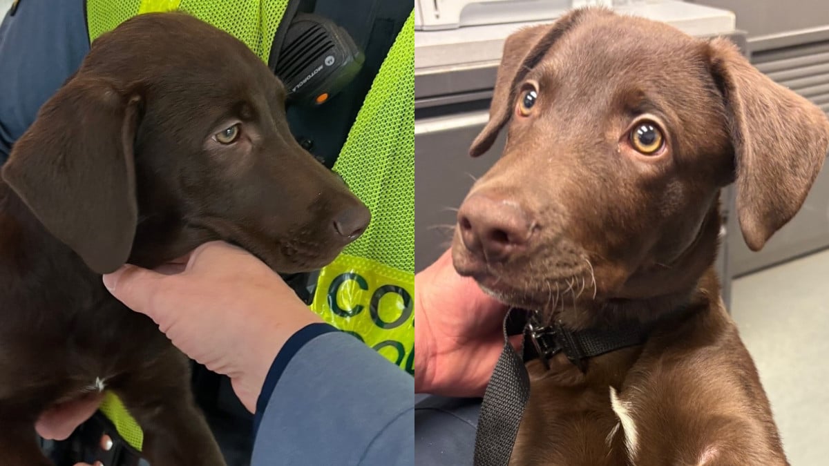 Chiot abandonné à l'aéroport international de Pittsburgh, en Pennsylvanie (États-Unis), le 20 mars dernier