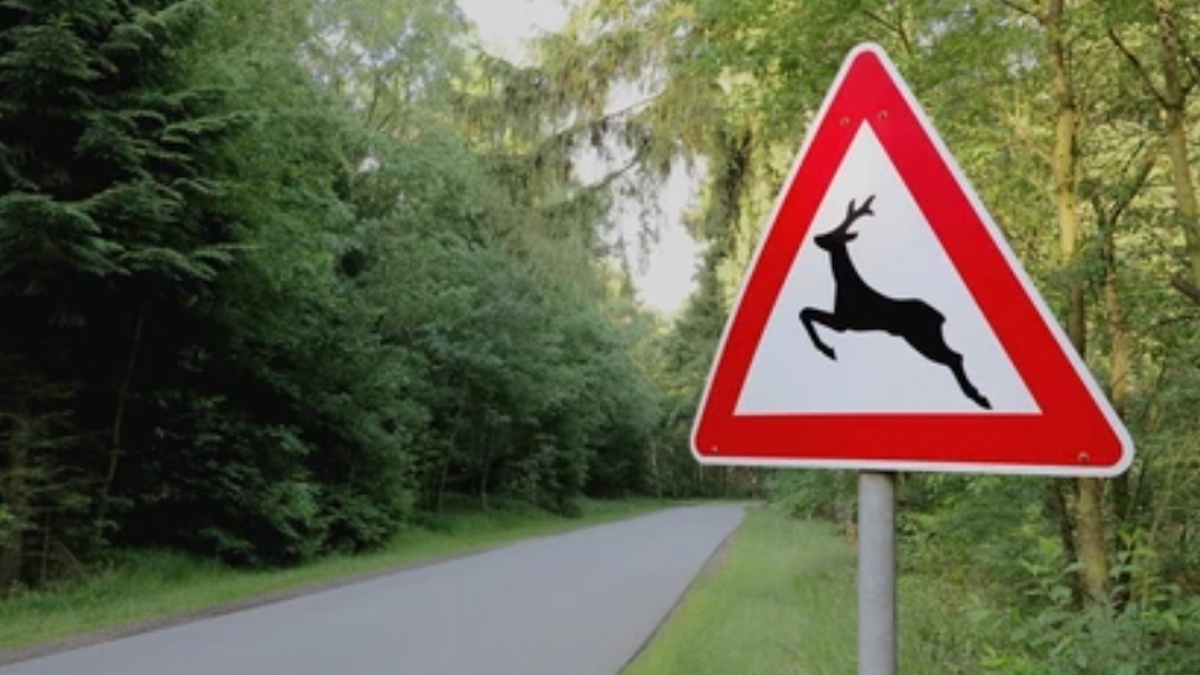Que faire en cas d'accident avec un animal sauvage sur la route ?