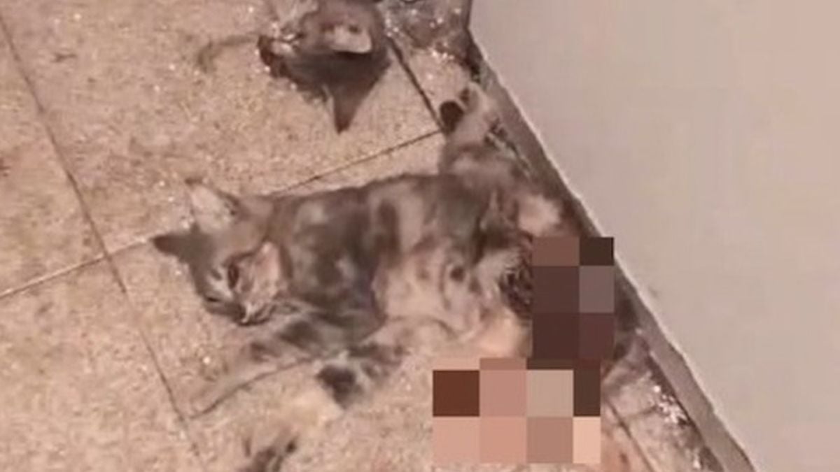 Vision d'horreur : 20 chats s'entre-dévorent après avoir été abandonnés dans un appartement pendant un mois