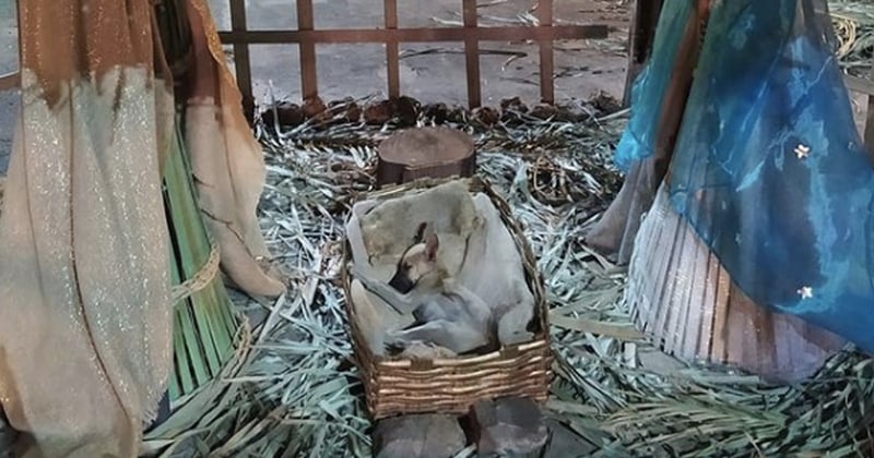 Une femme qui passait devant une crèche de Noël a découvert un chien en train d'y dormir