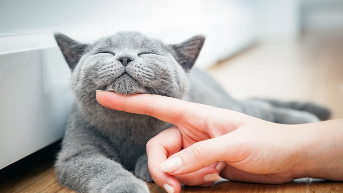 Les chats auraient plus de 250 expressions faciales pour communiquer entre eux