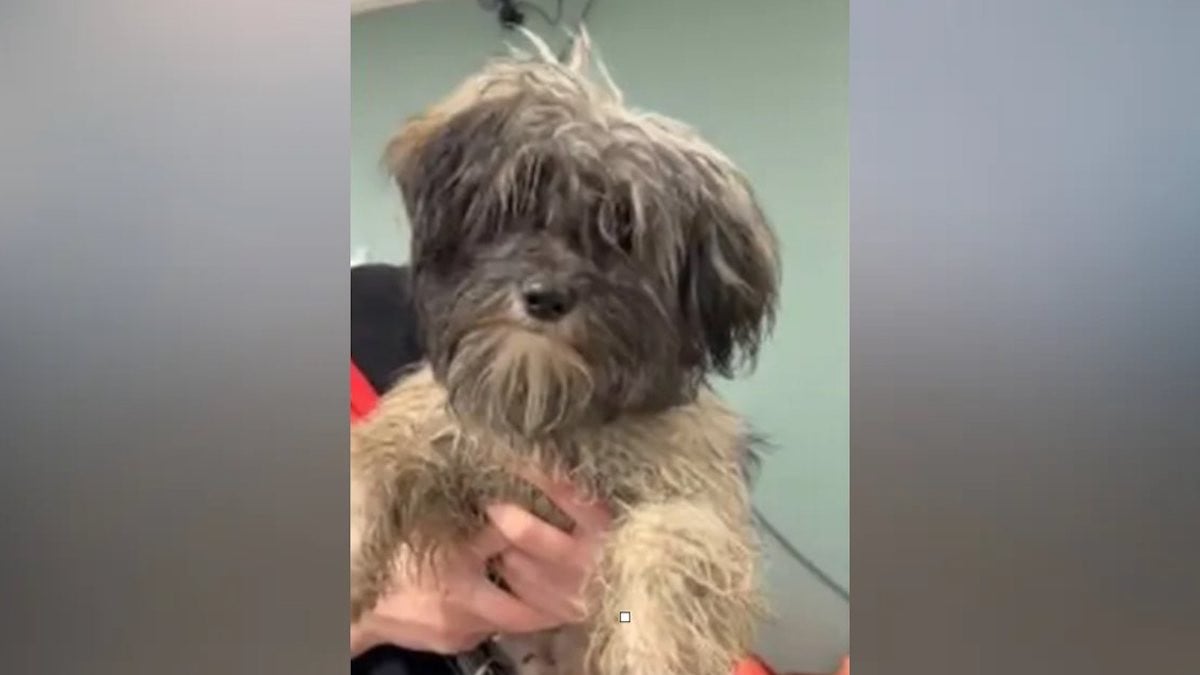 Le shih tzu secouru par la SPA