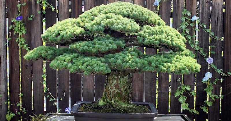 Ce bonsaï vieux de 396 ans a survécu à Hiroshima et continue à pousser