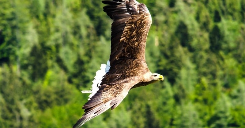 Mayenne : 40 ans après sa disparition, un aigle impérial a été vu dans l'ouest de la France