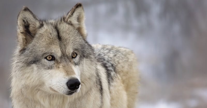 Un parc animalier détruit par la tempête Alex, un loup est mort et 7 autres sont portés disparus