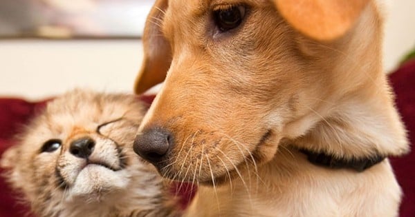 20 photos d'animaux qui prouvent bien que l'amour ne connaît pas de frontières ! Adorables...