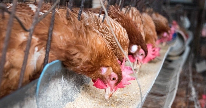 Interdits dans l'UE, le bœuf aux hormones et le poulet au chlore vont-ils faire leur retour dans nos assiettes ?