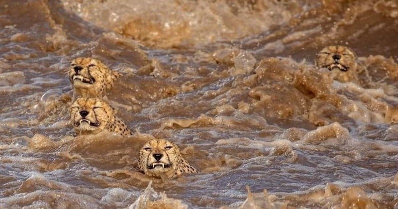 À leurs risques et périls, ces guépards traversent une rivière en crue fréquentée par des crocodiles