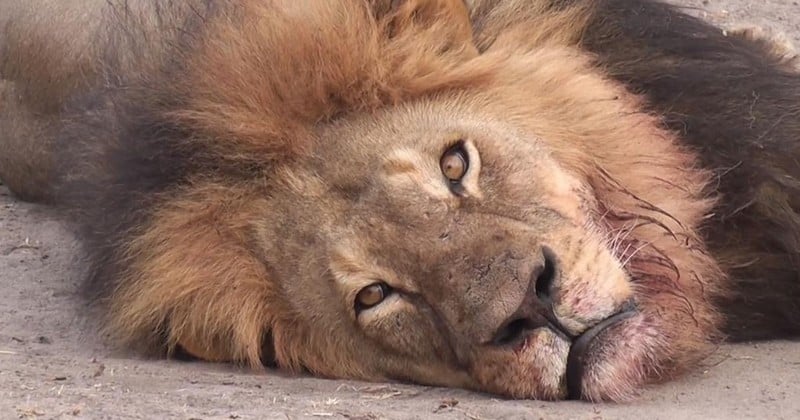Xanda, le fils du lion Cecil, vient d'être à son tour tué par un chasseur, près du parc Hwange au Zimbabwe