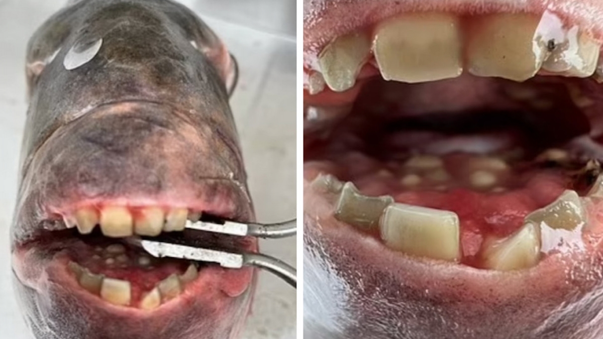 États-Unis : un poisson terrifiant doté d'une dentition humaine a été pêché dans le Maryland 
