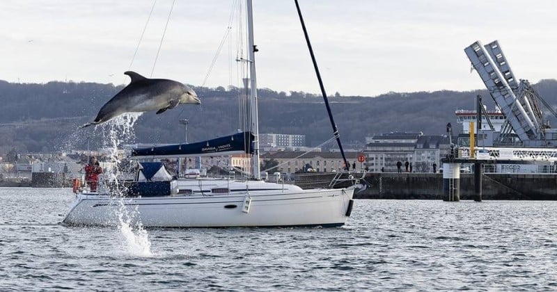 Cherbourg : cette image dévoile le moment parfait où un dauphin sort de l'eau et réalise un saut impressionnant