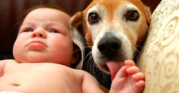 9 bébés et leurs amis les animaux, ça donne des situations vraiment très drôles !