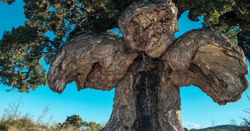 10 arbres qui renferment les plus belles histoires, lauréats du concours Arbre Européen de l'Année 2019