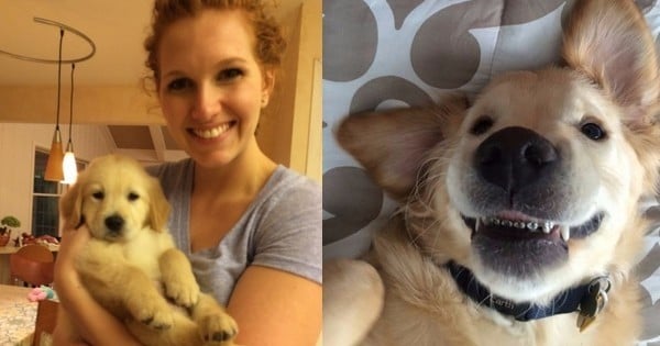 Faites la connaissance de Wesley, un chien adorable... qui porte un appareil dentaire !