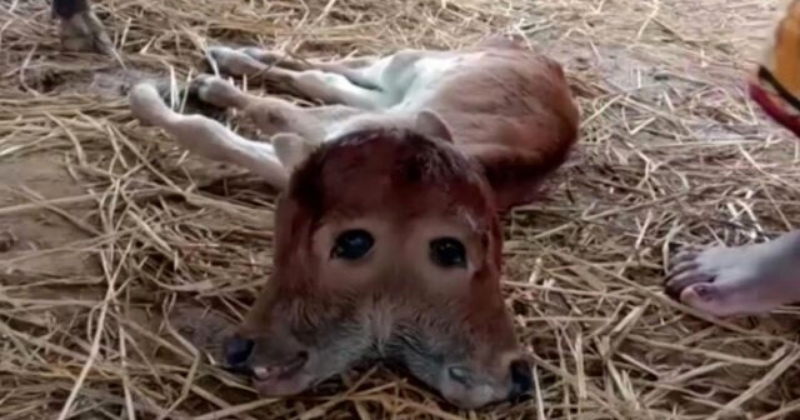 Né en Inde, ce veau atteint d'une rare anomalie génétique a deux têtes et quatre yeux