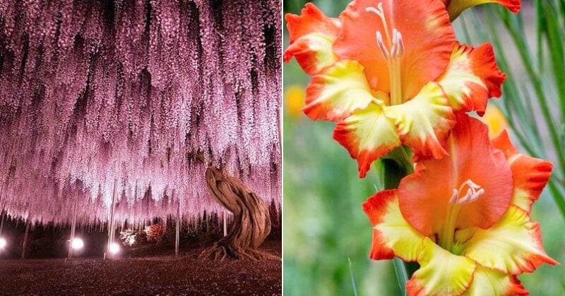Sur Internet, ce groupe de passionnés de botanique partage des photos à couper le souffle