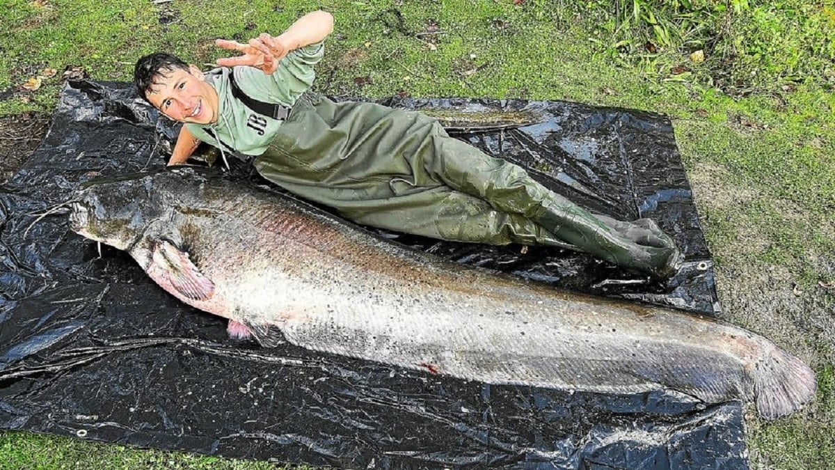 « Je ne pensais pas vivre ça un jour » : deux amis pêchent un silure gigantesque dans la Vilaine