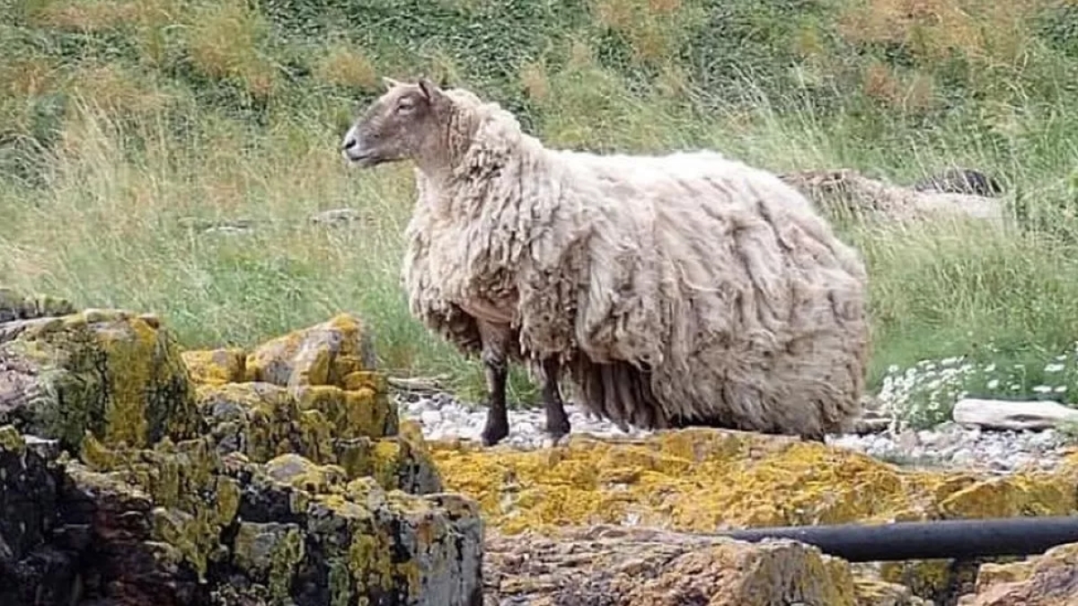 Écosse : la brebis “la plus isolée du Royaume-Uni” a été secourue après deux ans bloquée en bas d'une falaise