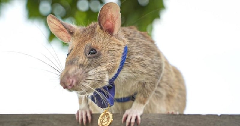 Un rat détecteur de mines terrestres a reçu une médaille d'or en récompense de son travail