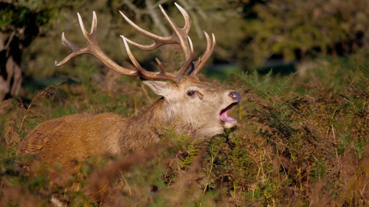 Inquiétante progression de la maladie du cerf zombie : peut-elle se propager à l'homme ?