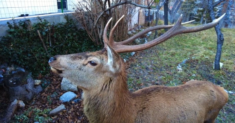 Depuis plusieurs semaines, un cerf sauvage visite ce village et a élu domicile... sur le terrain des chasseurs