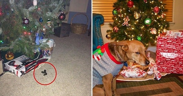 Tout le monde n'aime pas forcément Noël, surtout chez les animaux de compagnie ! La preuve avec ces 20 photos hilarantes