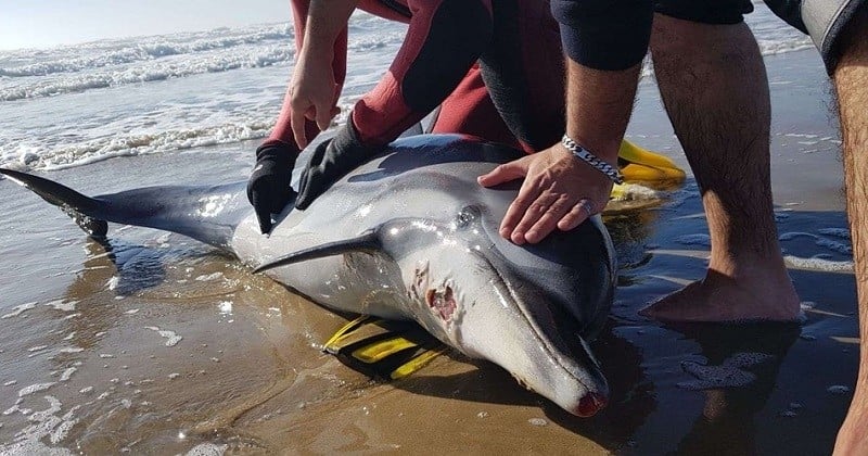 Le « massacre » des dauphins sur nos côtes et la passivité de l'État français pointés du doigt par des ONG écologistes